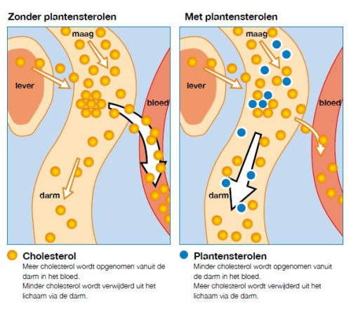 Cholesterol Control 90 Vcaps - Afbeelding 2